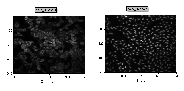 Figure T24.23b Picture plots of the cells_05.cpout file depicting cytoplasm and DNA