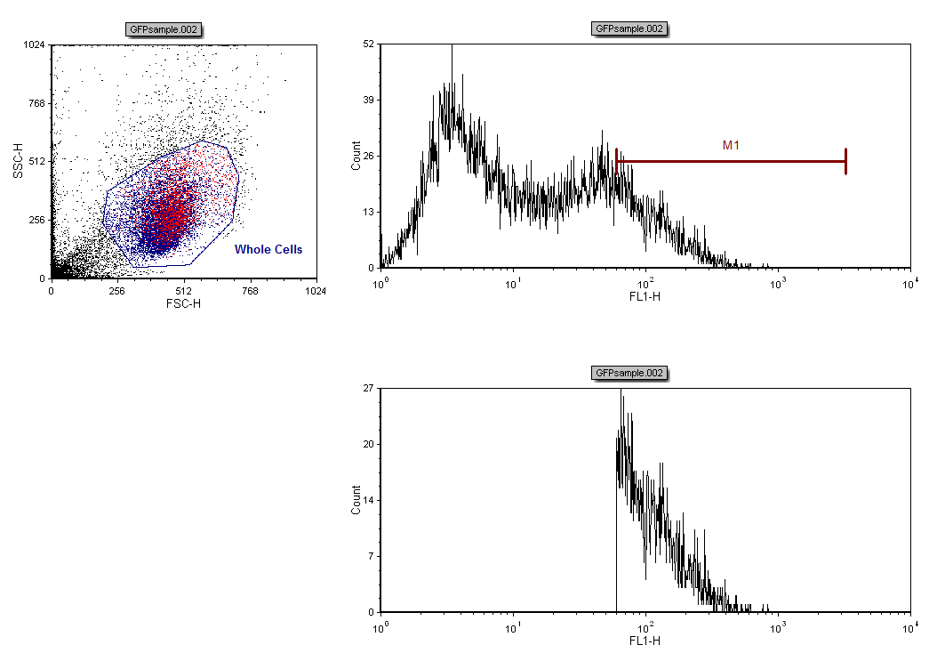 Figure T7.13  Histogram Gated on GFP(+) Updated to Reflect Changes made to Marker M1 Position