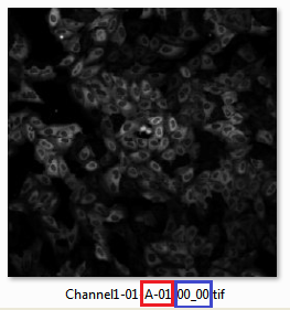 Figure T24.54   The image name is: Channel1-01-A-01_00_00. The red box highlights the well Row and Column information (well A01), and the blue box highlights the field location (position 00, 00). 