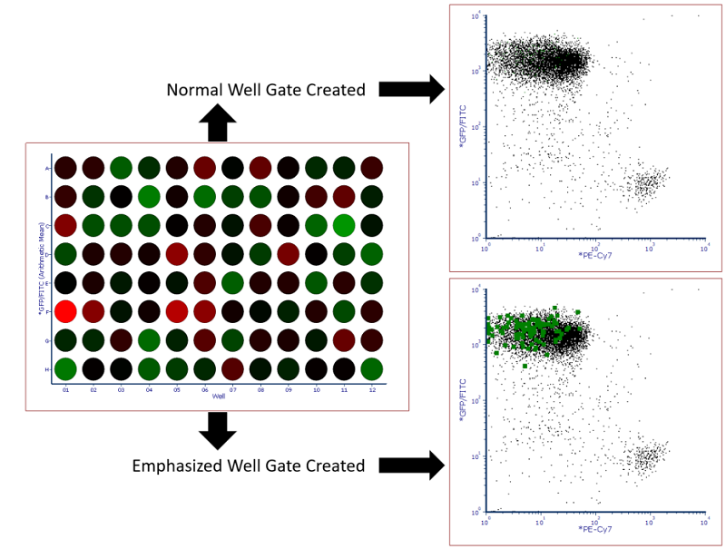 Figure 32.19 Heat map with Well Gate created on all wells. Standard gate is shown above while a gate with the Emphasize on Plots check box checked is shown below.  Note that events highlighted in green fall within the well gate and in this case represent all events that were sorted into the plate. 