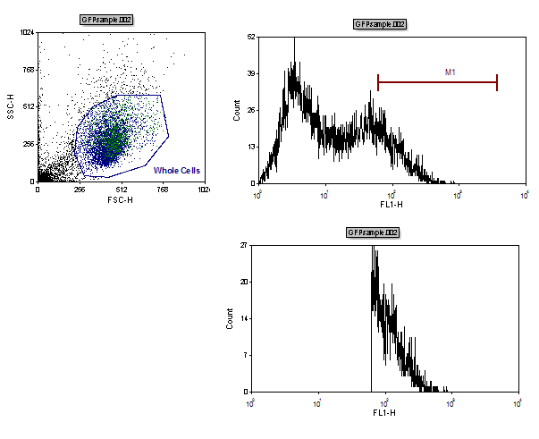 Figure T7.13  Histogram Gated on GFP(+) Updated to Reflect Changes made to Marker M1 Position