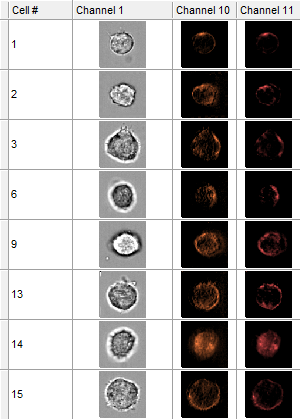 Figure 5.183 An image gallery displaying only the image parameters.