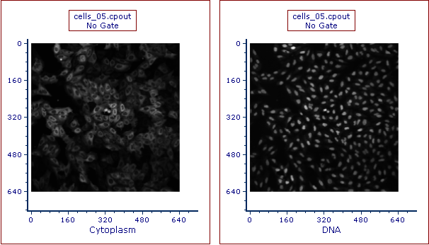 Figure T26.24  Picture Plots for cells_05.cpout for Cytoplasm and DNA Channels